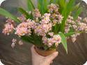 Oncidium Tsiku Maguerit Romantic Fantasy